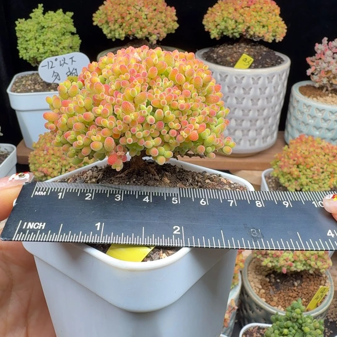 a42号蜜橘冠服6厘米左右