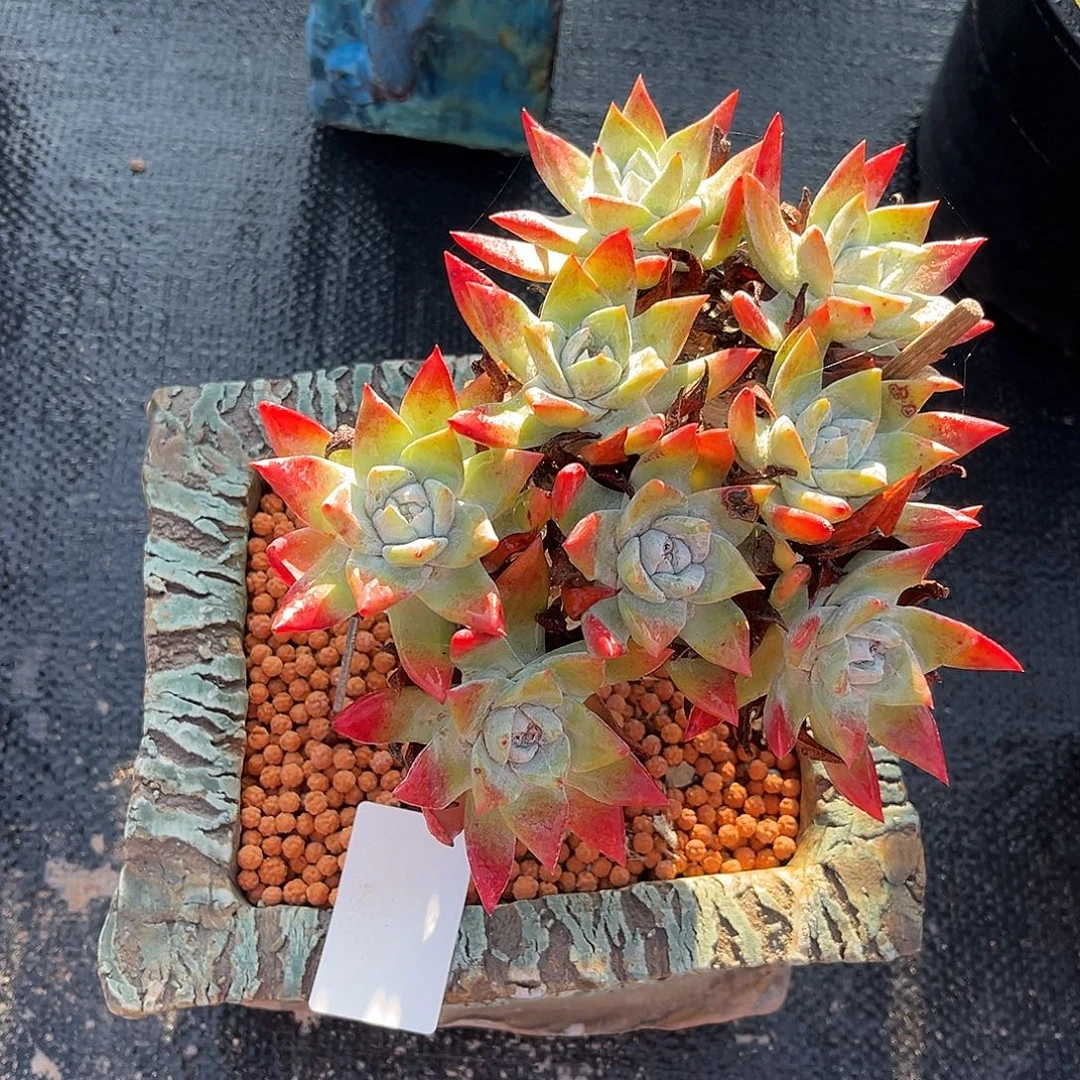 小鹿多肉一物一拍