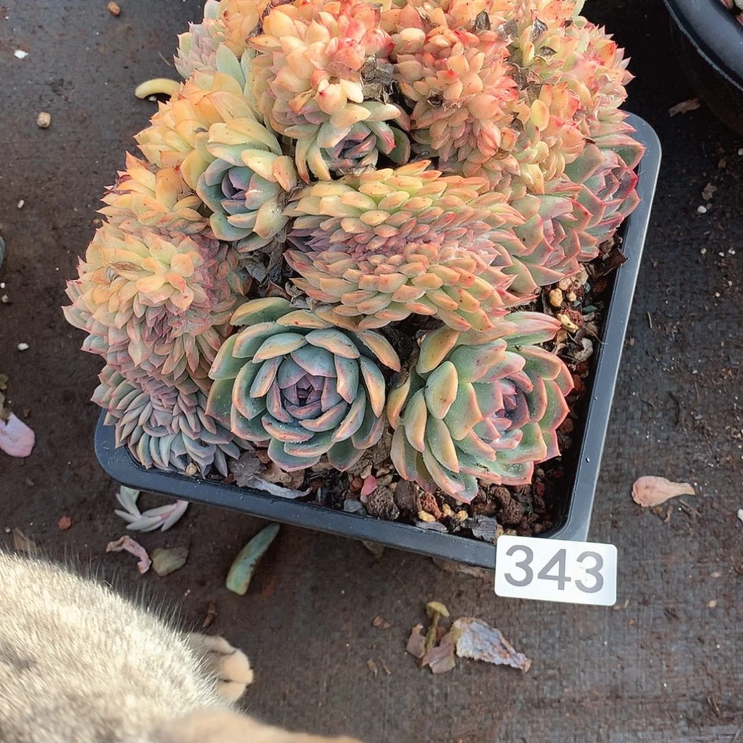 343沙沙女王 一物一拍多肉