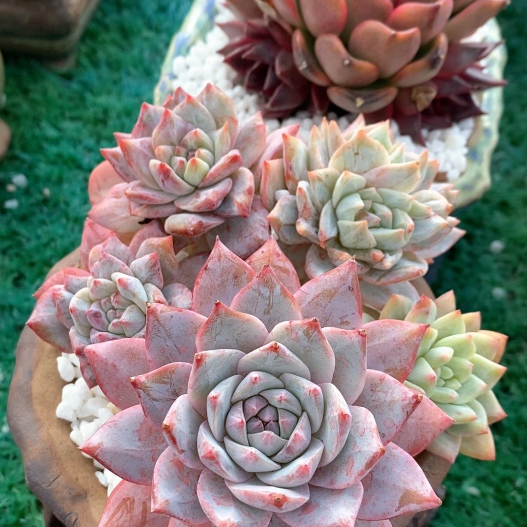 粉蓝鸟石化多肉植物盆栽