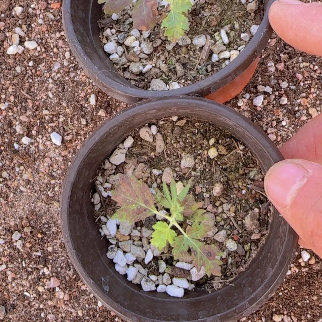 月****无花朵块根植物块根植物块根