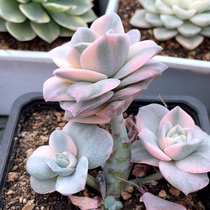 塘***彩色可爱玫瑰锦转盘抵扣90