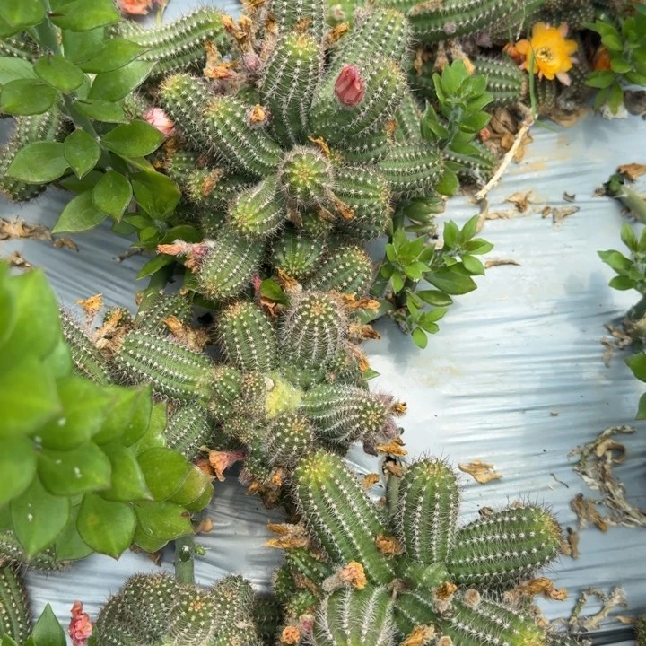 晴**天白檀仙人掌398白檀467