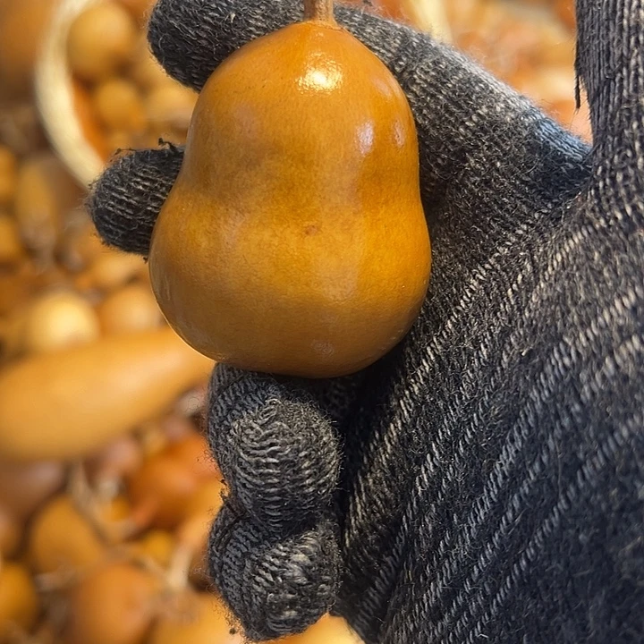 远***山不退不换运输中不保龙头完美主义者勿拍