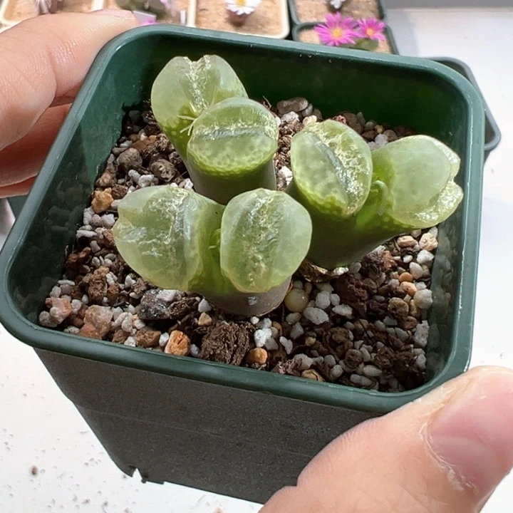 w/114。 双节 福利捡漏场