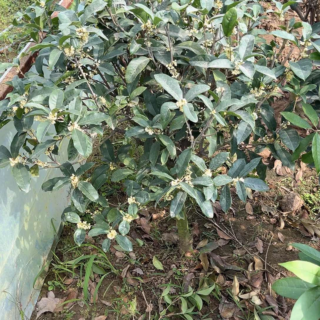 当前无花栽培后可以开花也*