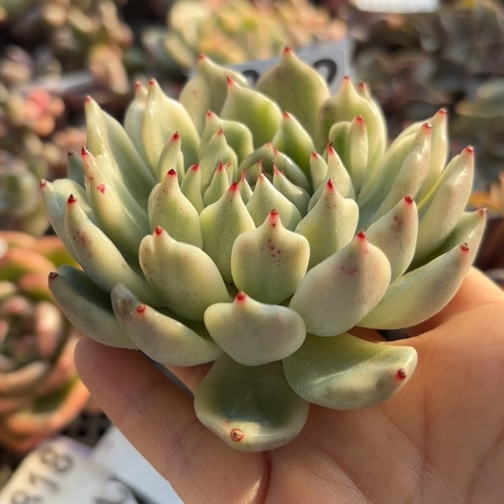 黑爪锦头盖多肉植物满18包邮当场凑单