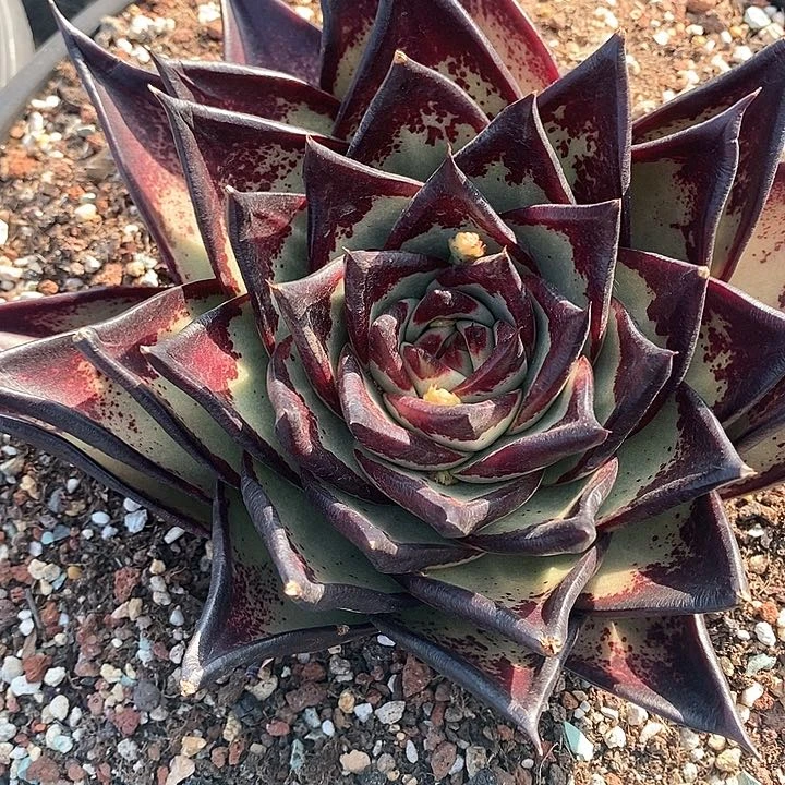 用****5117———直播福利天道