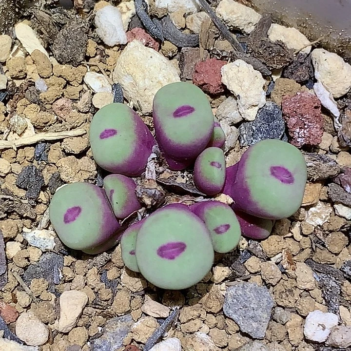 精品多肉植物精品园艺1380