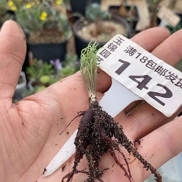 142方便面弹簧草一一一一