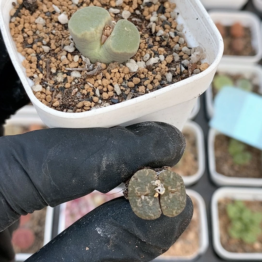 劳****?桃喜花园0115-18打包2颗