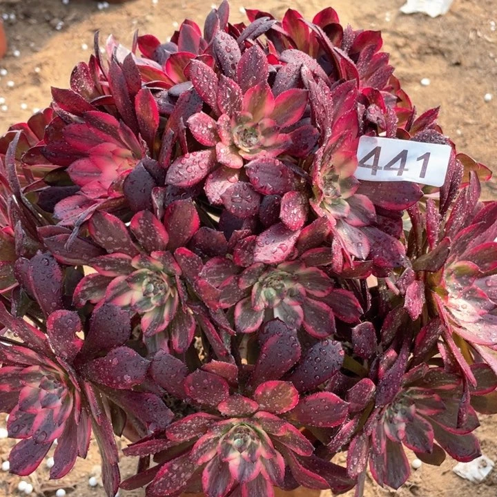 441多肉植物烟花