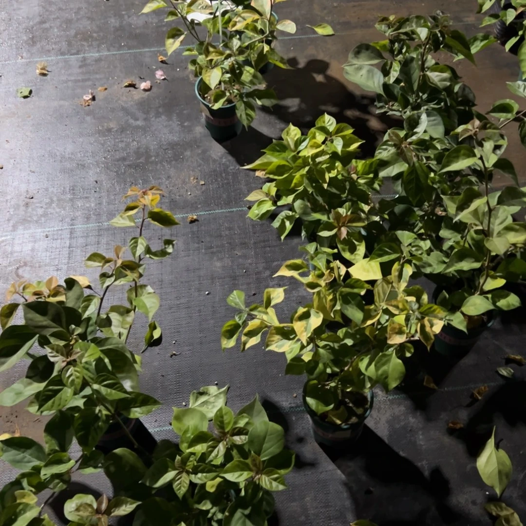 无花朵【拉菲泰一棵】随机发货福利款不售后