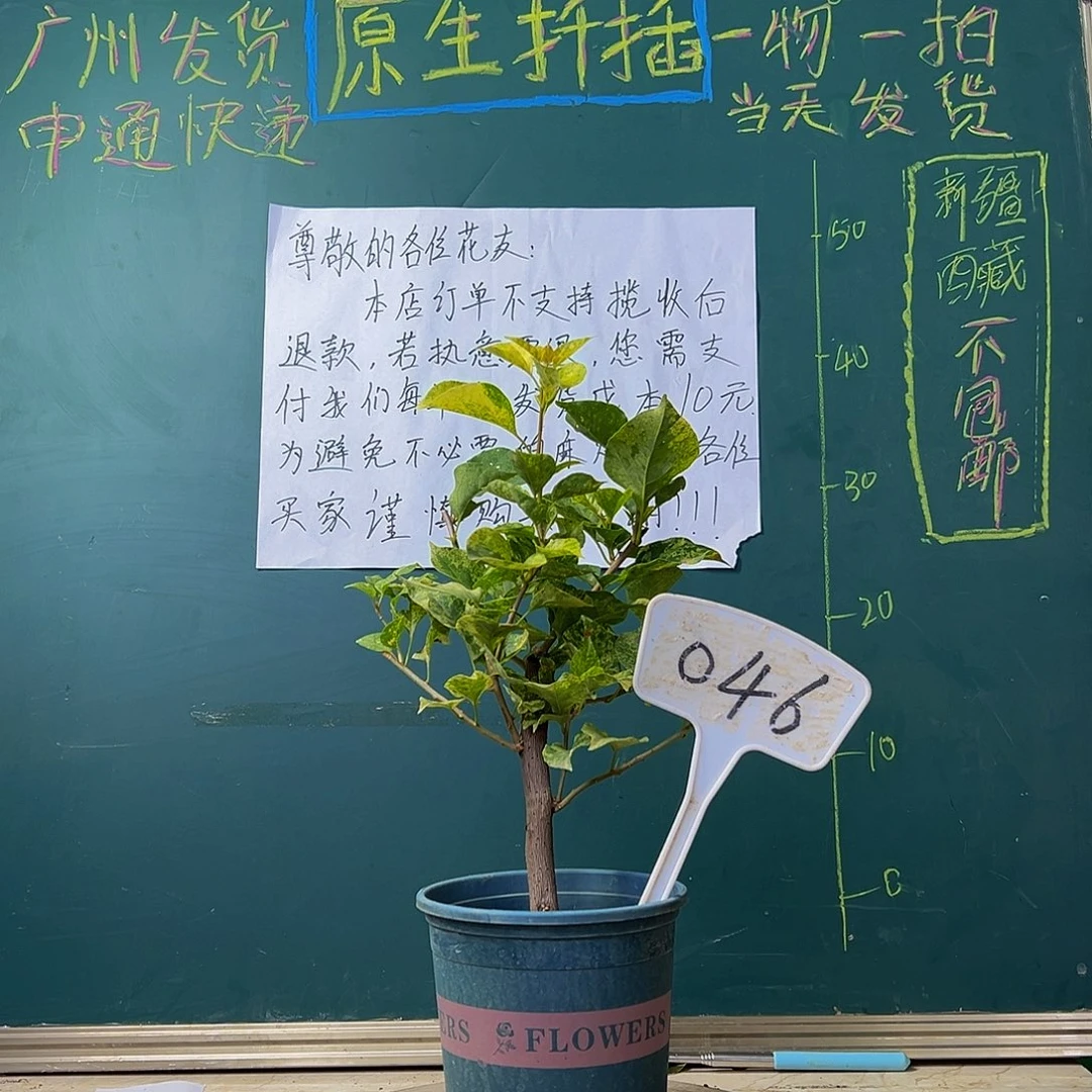 当前无花栽培后可以开花  粗杆 雪花橙  046
