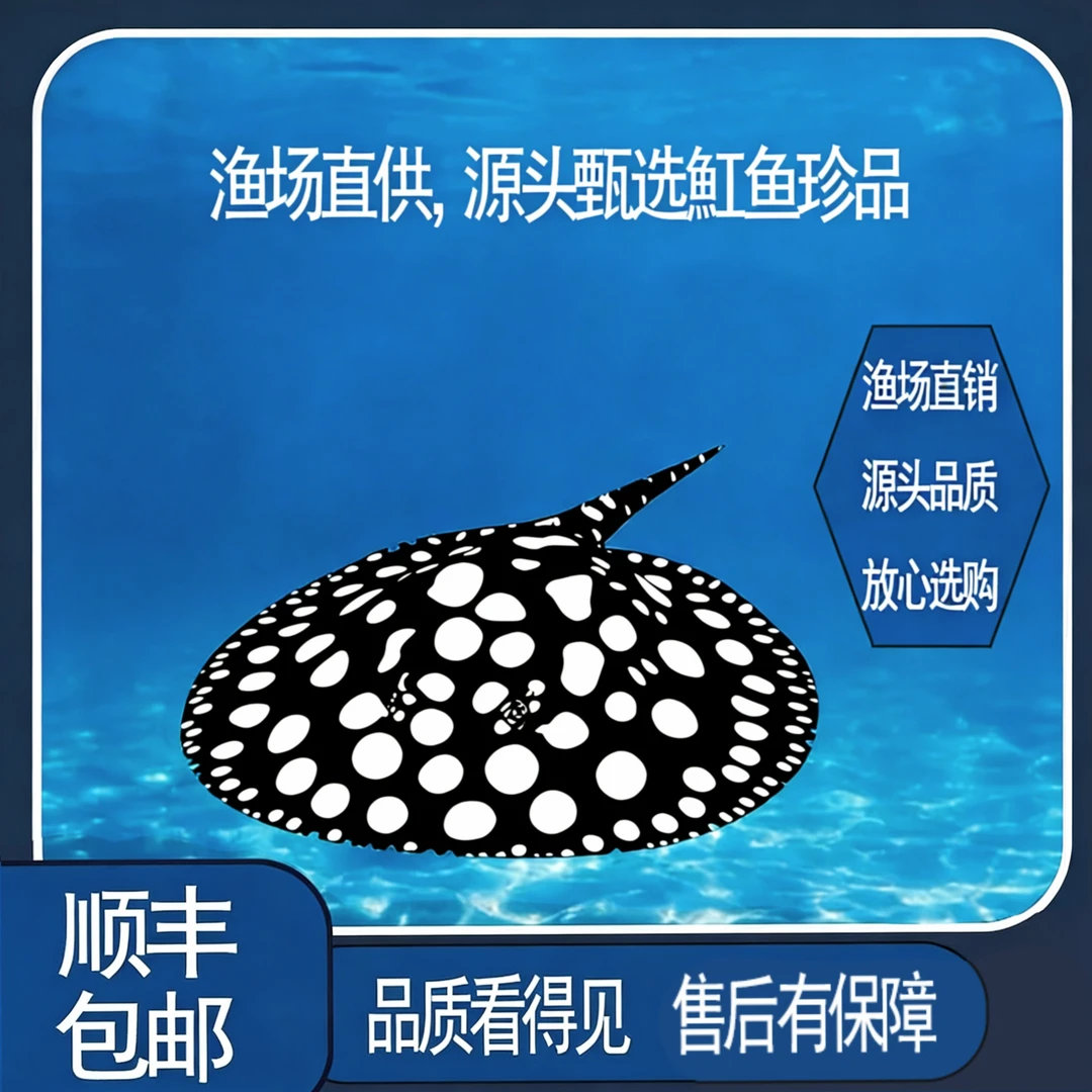 黑白皇冠魟鱼活体观赏鱼可与龙鱼混养好养耐活底层鱼