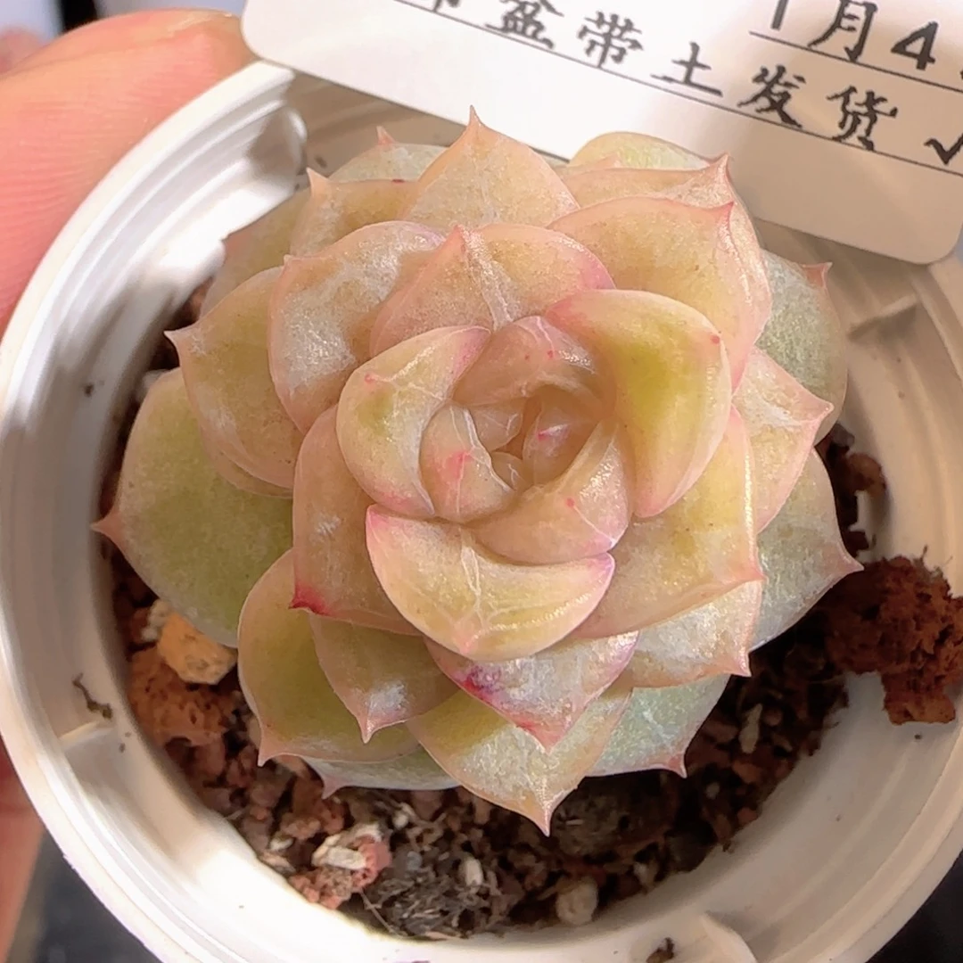 多肉0104-66糖心糖心