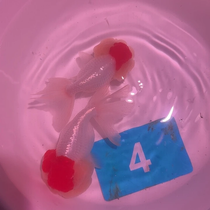 金鱼哼**堂111111111111