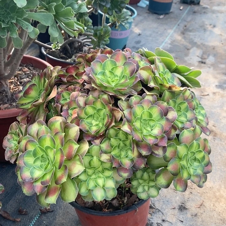 韶华多肉植物58。