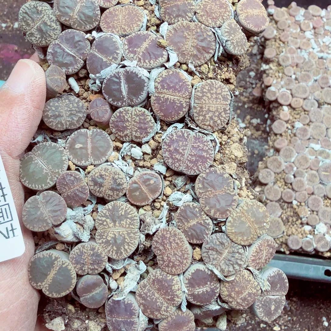 我不晓得咋搞诶噢724
