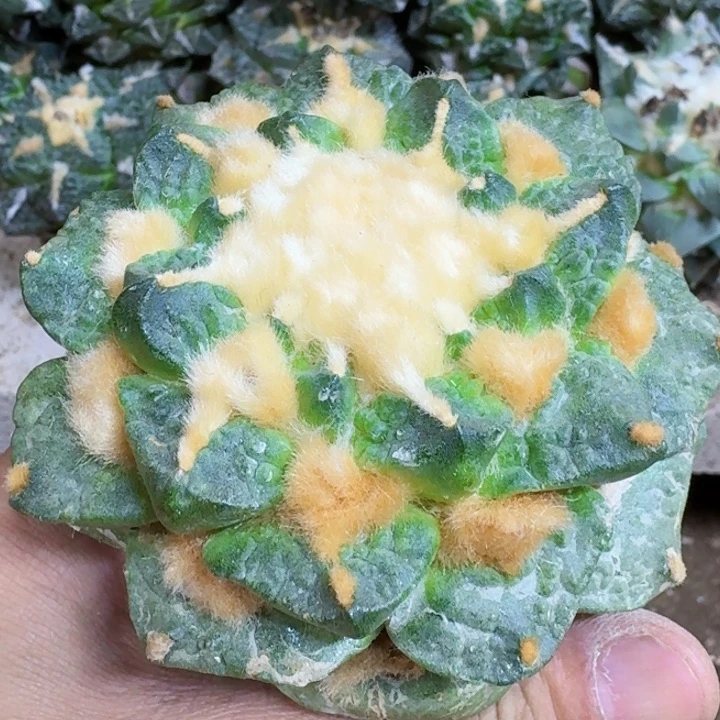 福利苗接龟杂317