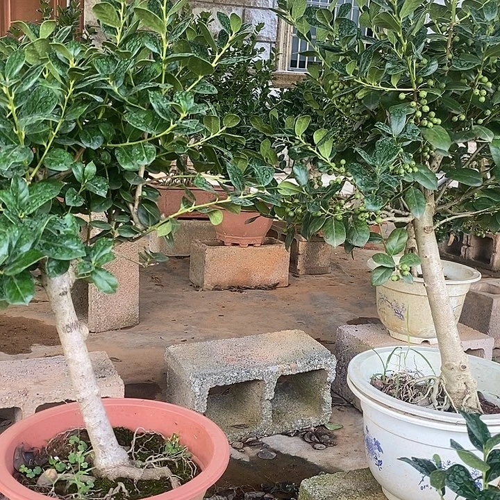 诚***意无花朵无刺枸骨金玉满堂