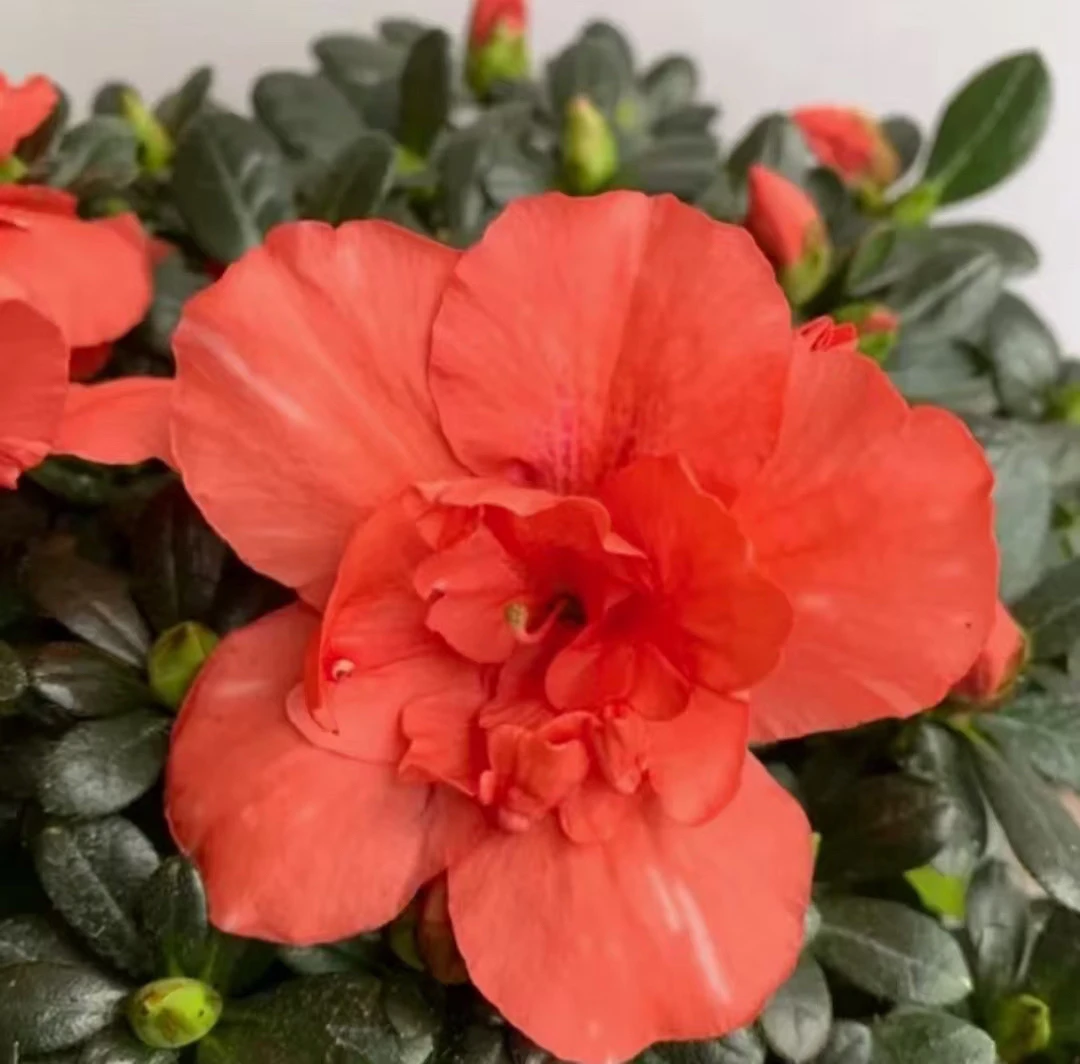 （两颗）[夕阳繁星冠幅差尾货]杜鹃花橘红色四季开花盆栽花卉植物