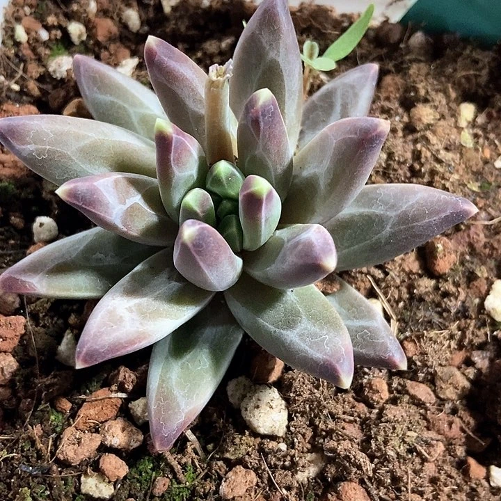 多肉植物梵高18多肉