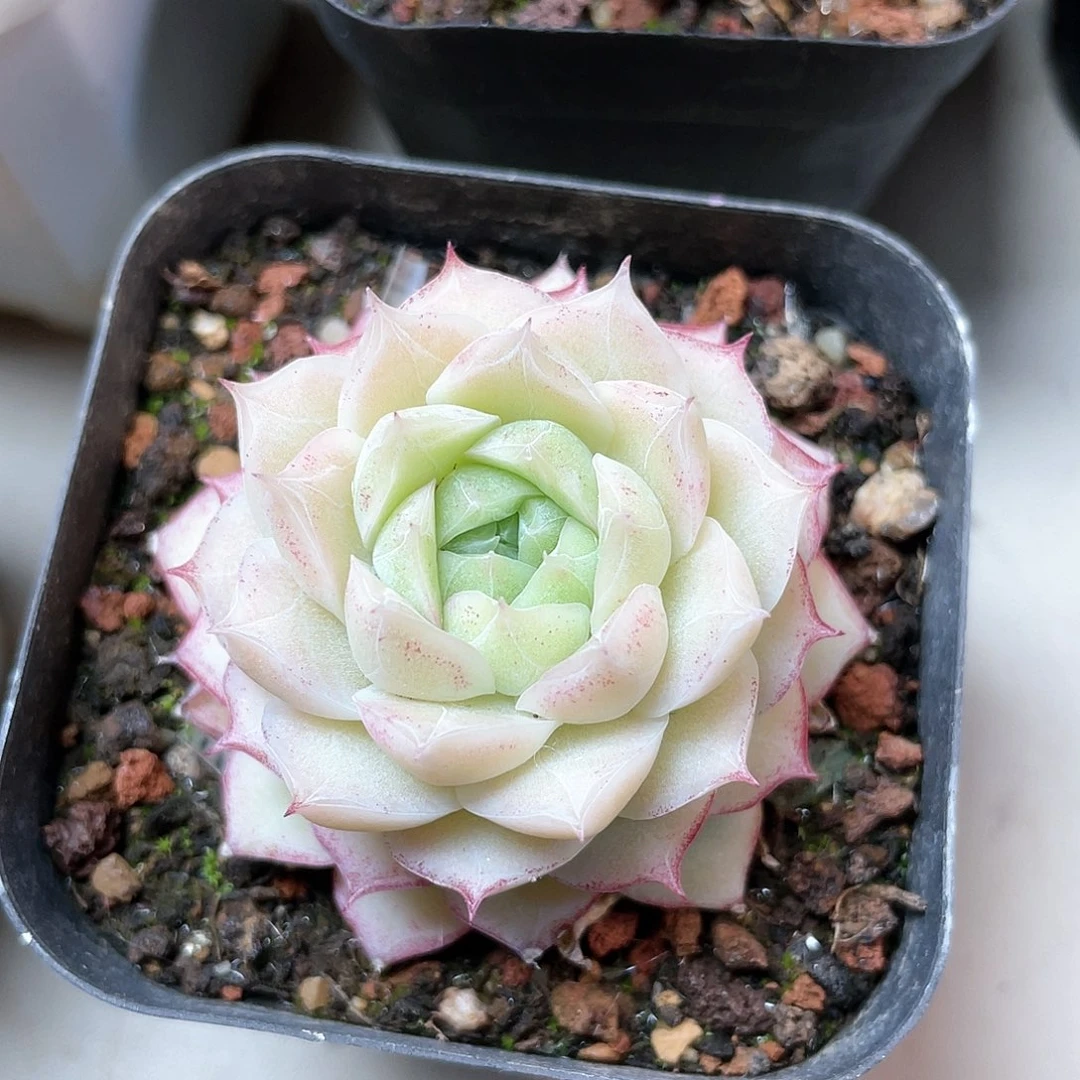 优选玫瑰花女王8845