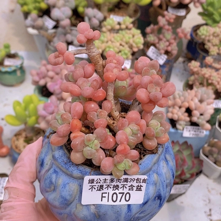 鱼子酱老桩有砍8cm1070多肉