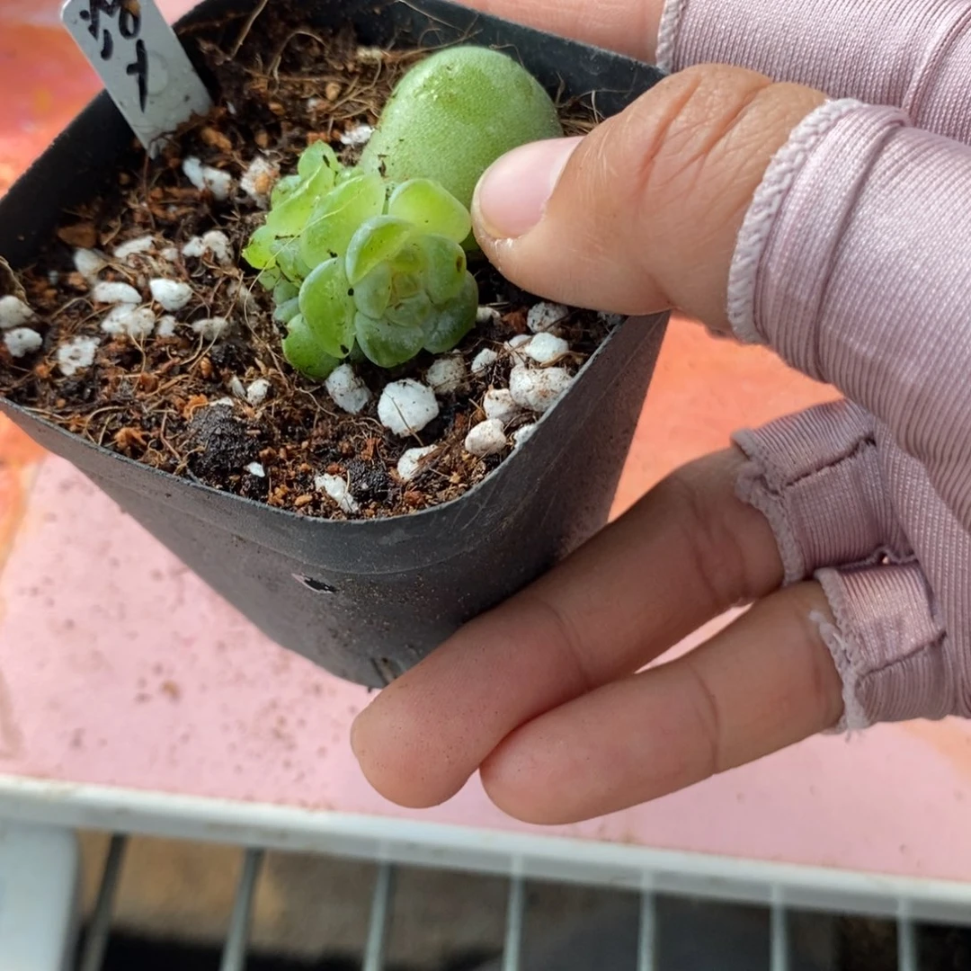 标签811浮玉一个多肉