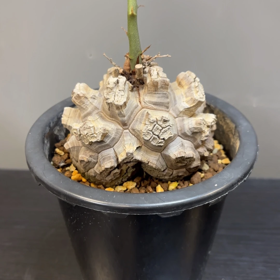 2 号日系南非龟甲龙带盆