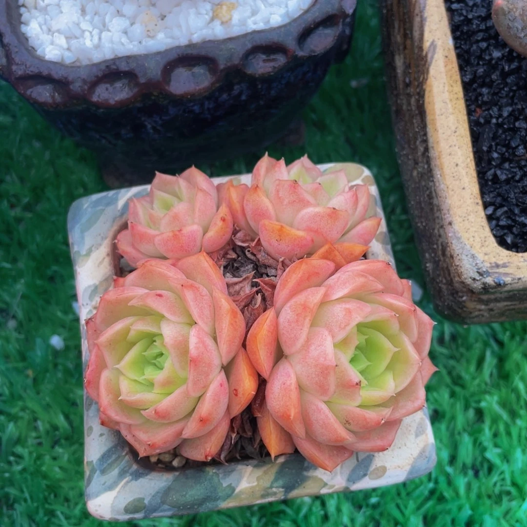 多肉植物盆栽多肉植物