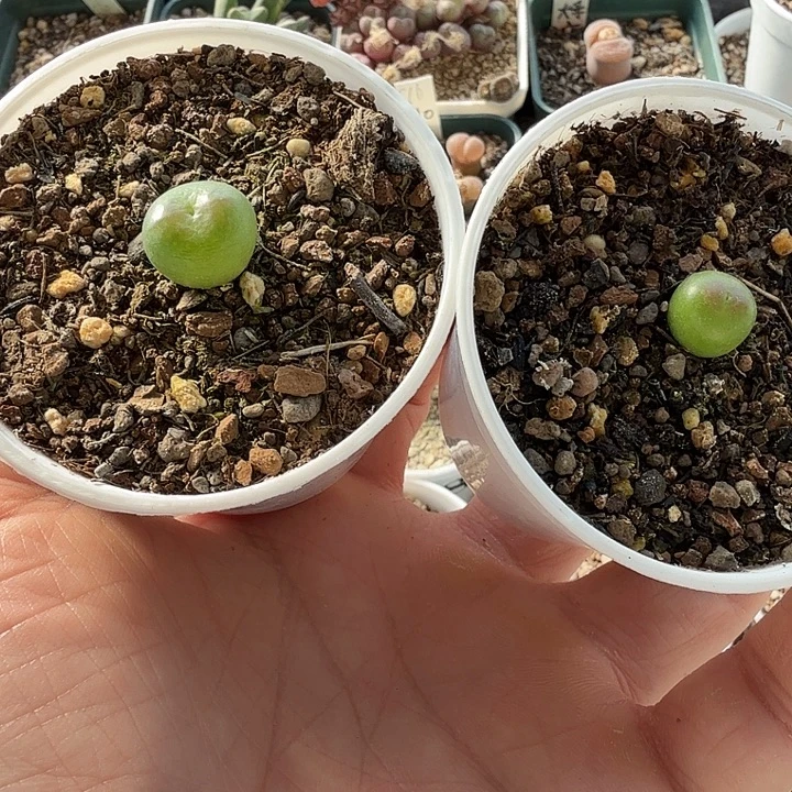 阿****多肉拉登杂一颗啊啊啊