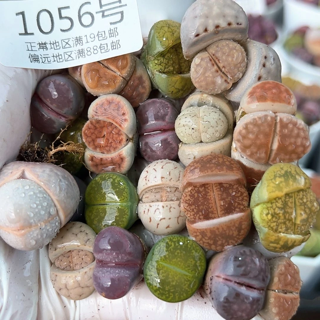 好养易活生石花大母本1056共20颗