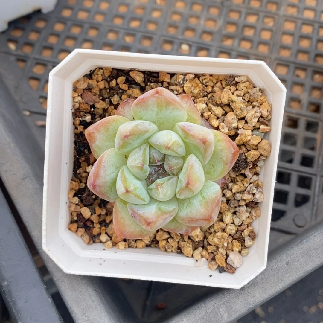 糖心杂交单头一物一拍