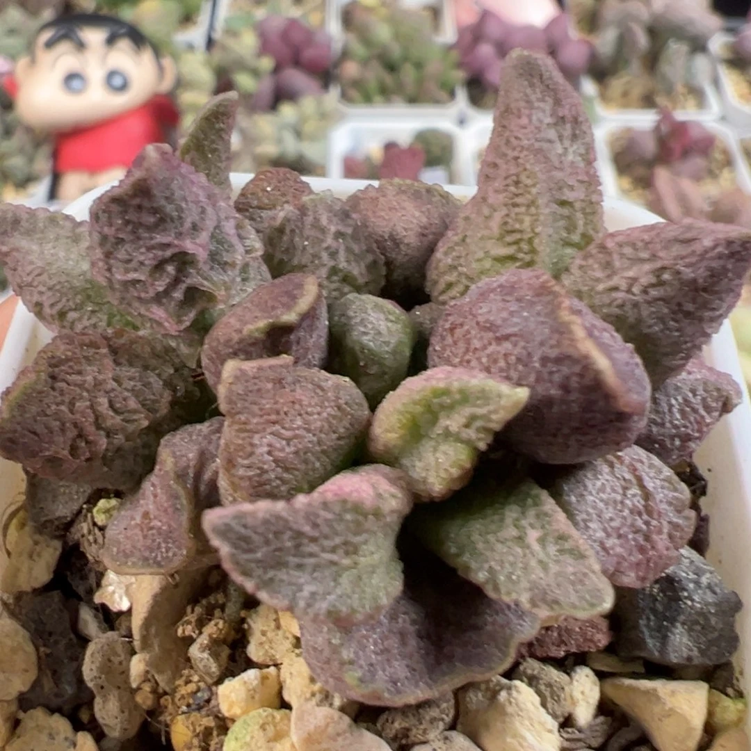 无花朵融化纹猪肝多头纯木质桩多肉植物