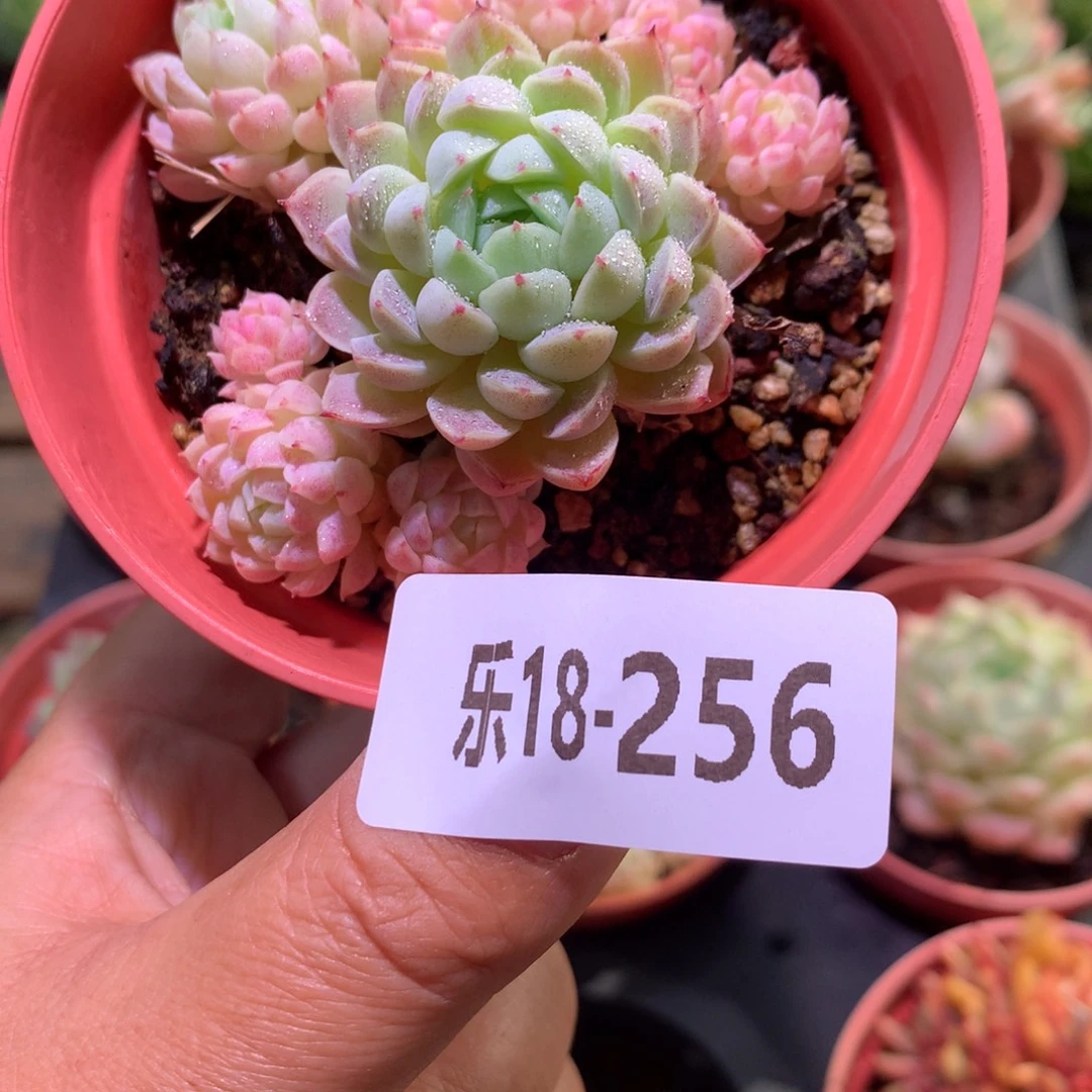 乐然18-256 羊脂球 不包整
