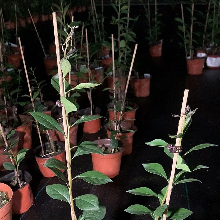 完全开放云顶48.8