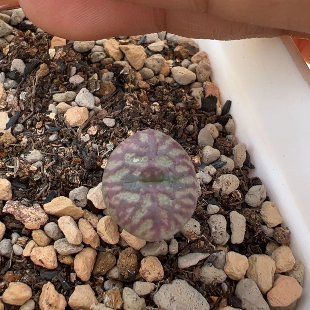 铅笔画杂多肉植物