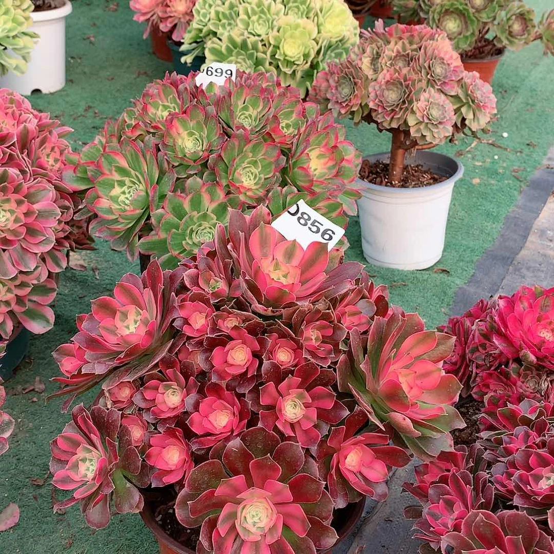 开**好856.香妃多肉植物