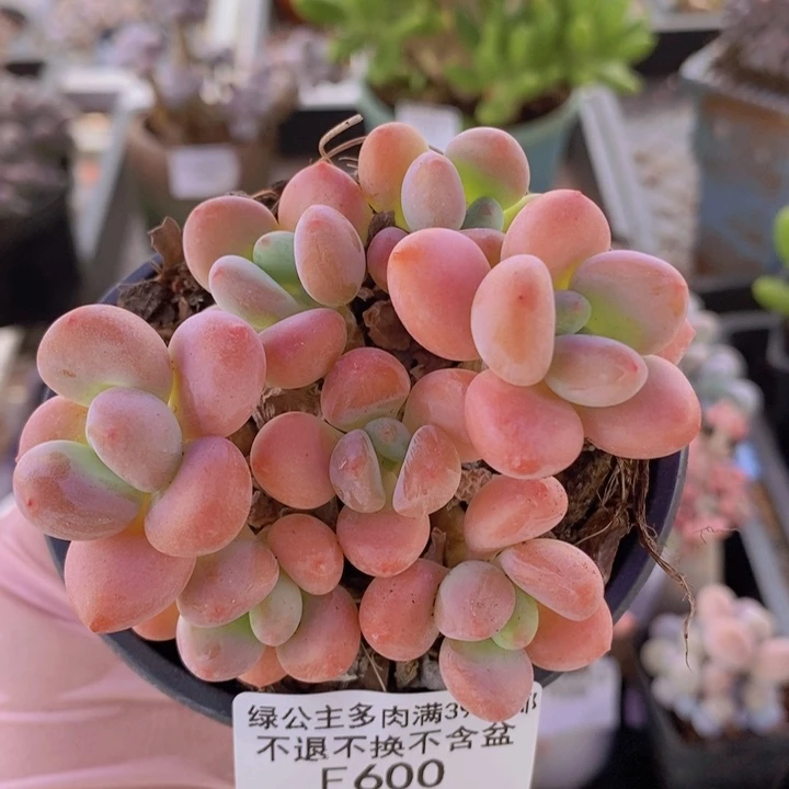 橘子香水洛神8cm600多肉植物