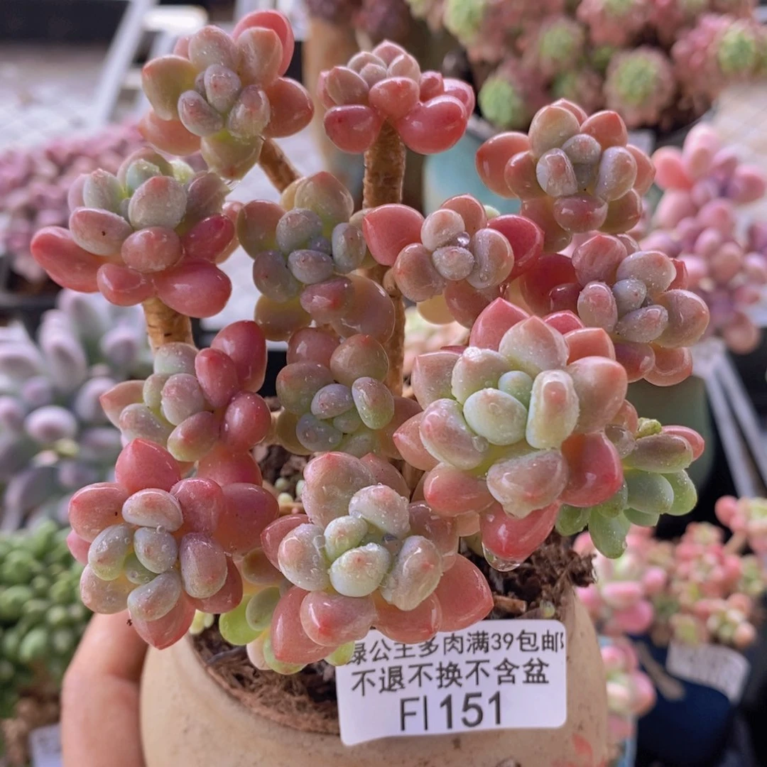 鱼子酱老桩9cm151多肉植物