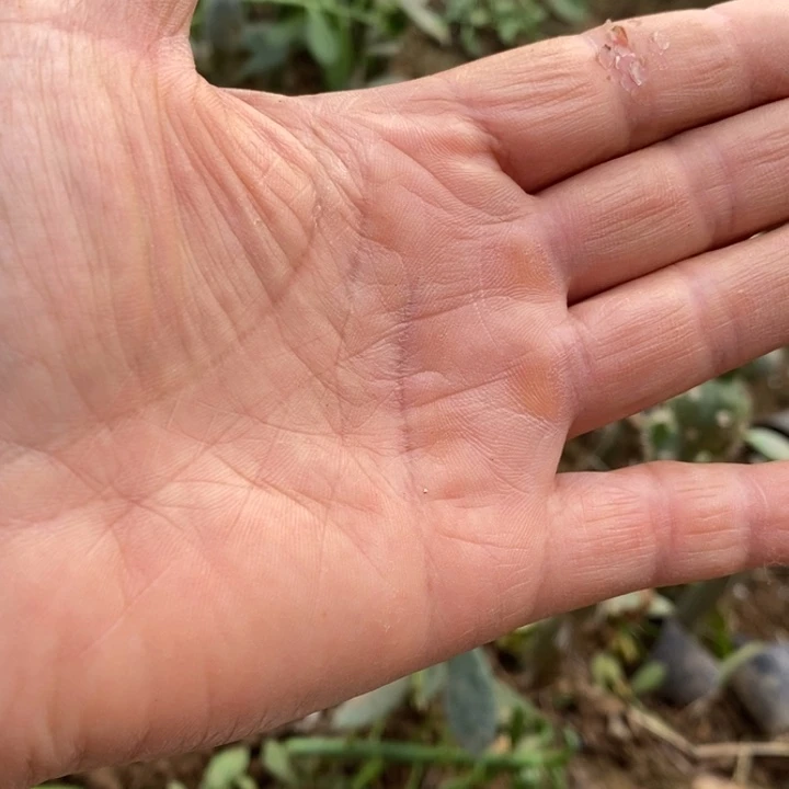 大青叶嫁接青蛇缀化一颗