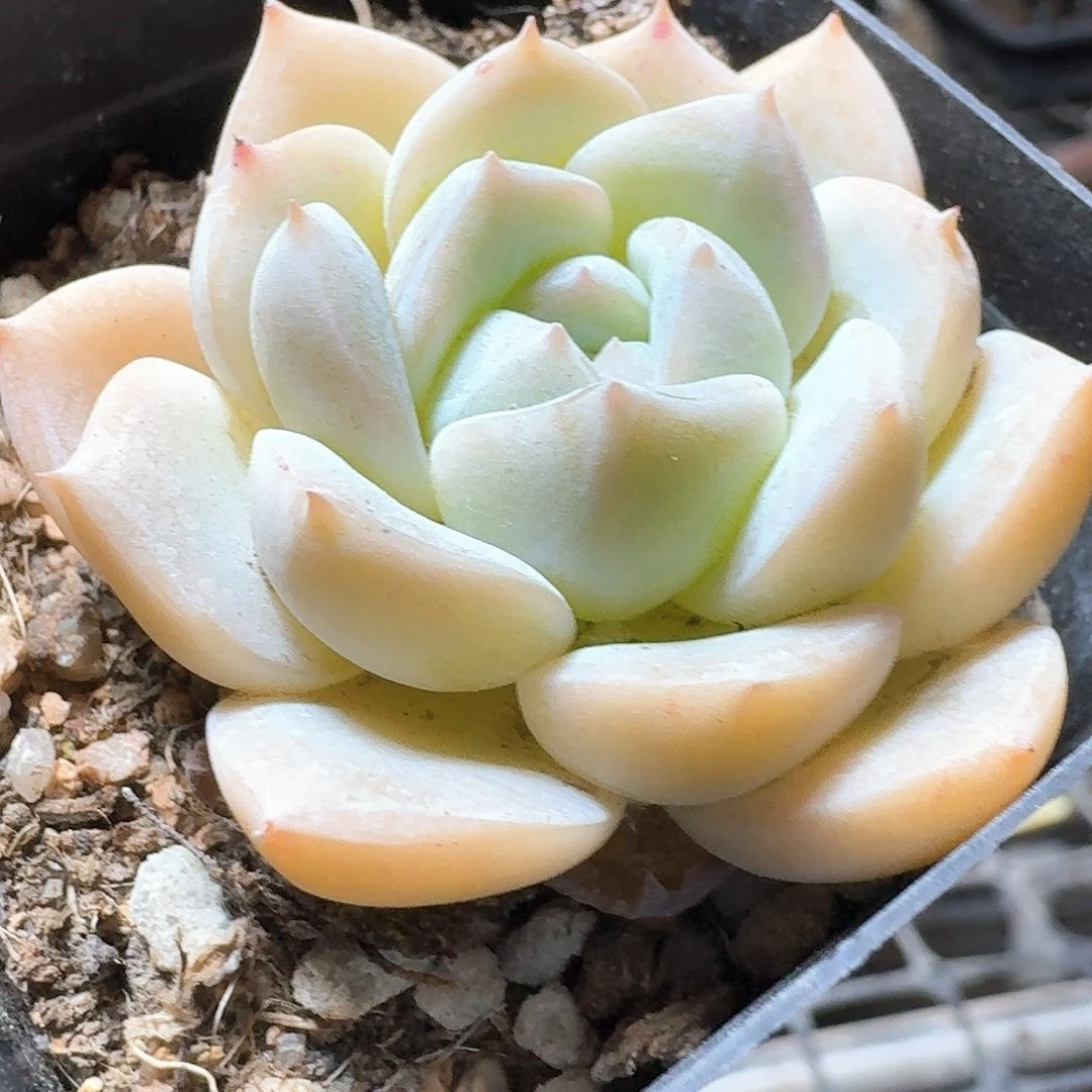 甜****啊多肉植物满20包邮