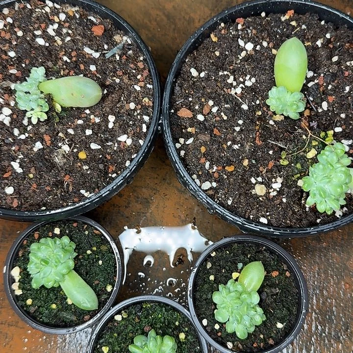 宸***宸多肉植物一物6颗寄养