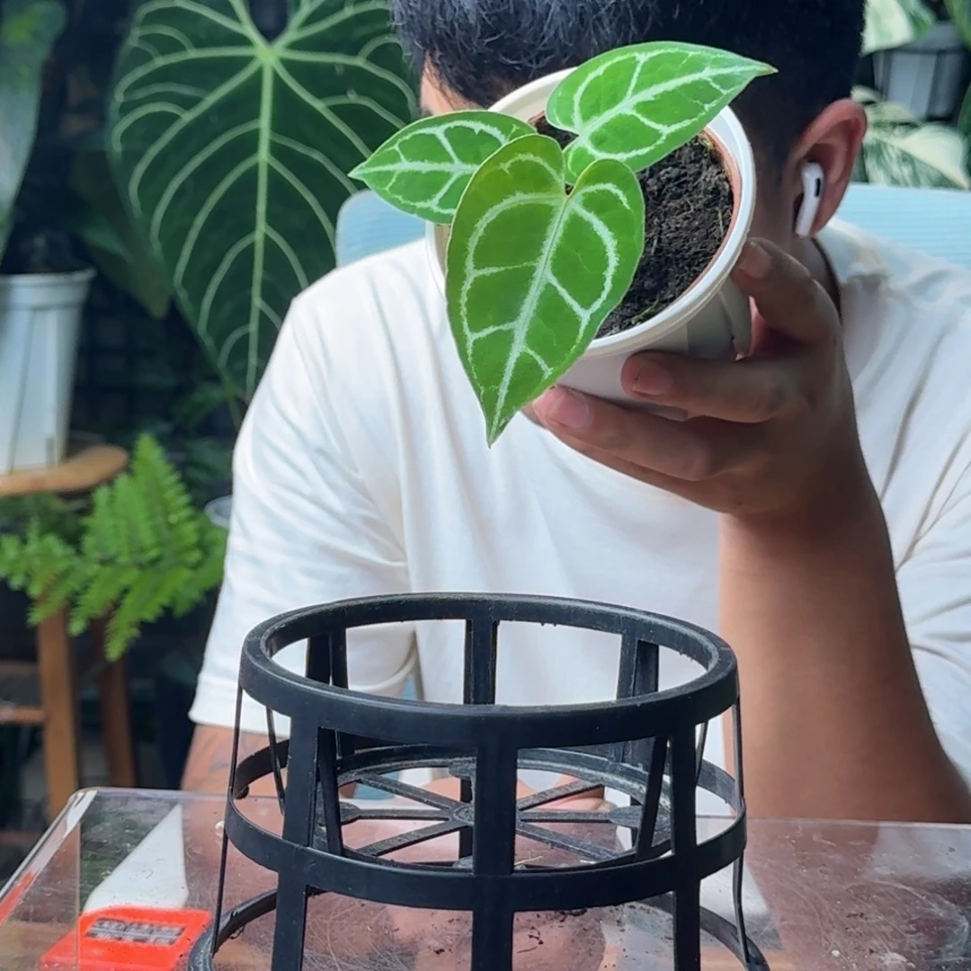 不***猫无花朵一物一拍B109