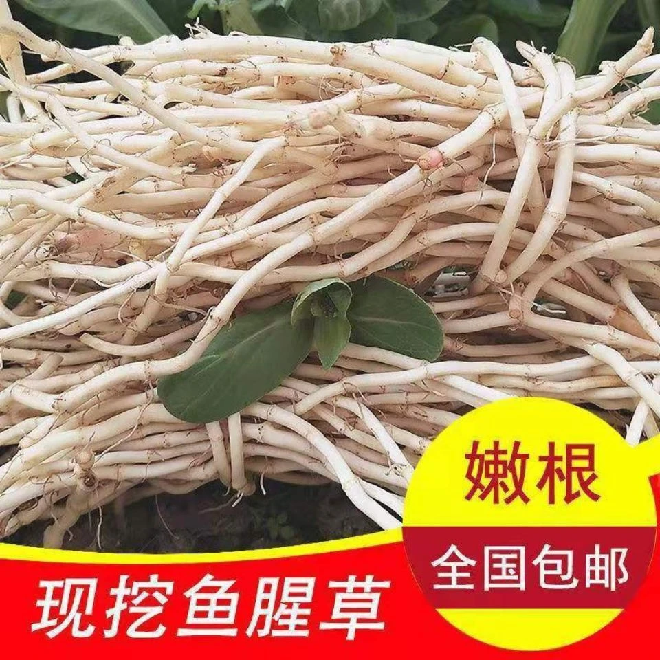 新鲜现挖鱼腥草根折耳根嫩根可凉拌的当季蔬菜