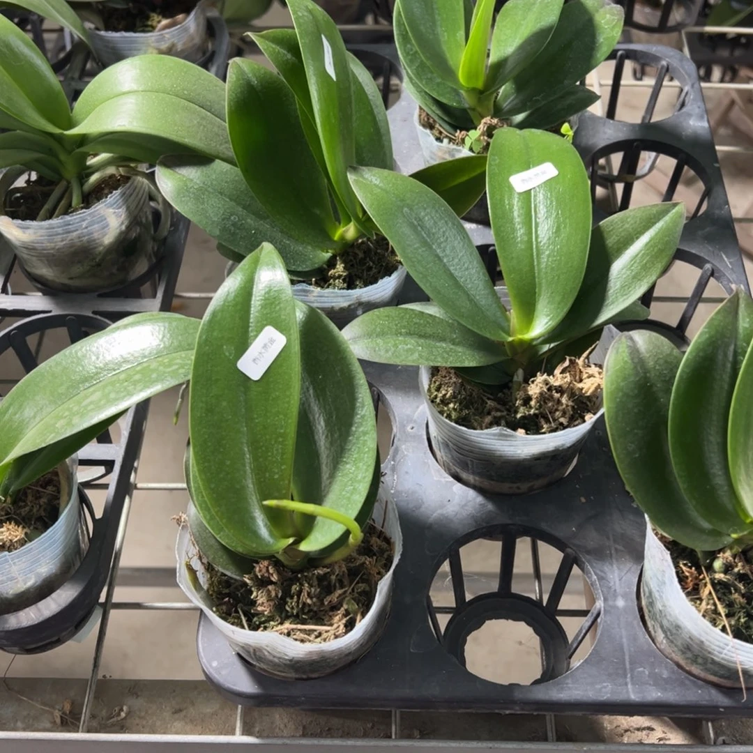 当前无花栽培后可以开花飞机苗香水黄金，凑单发货