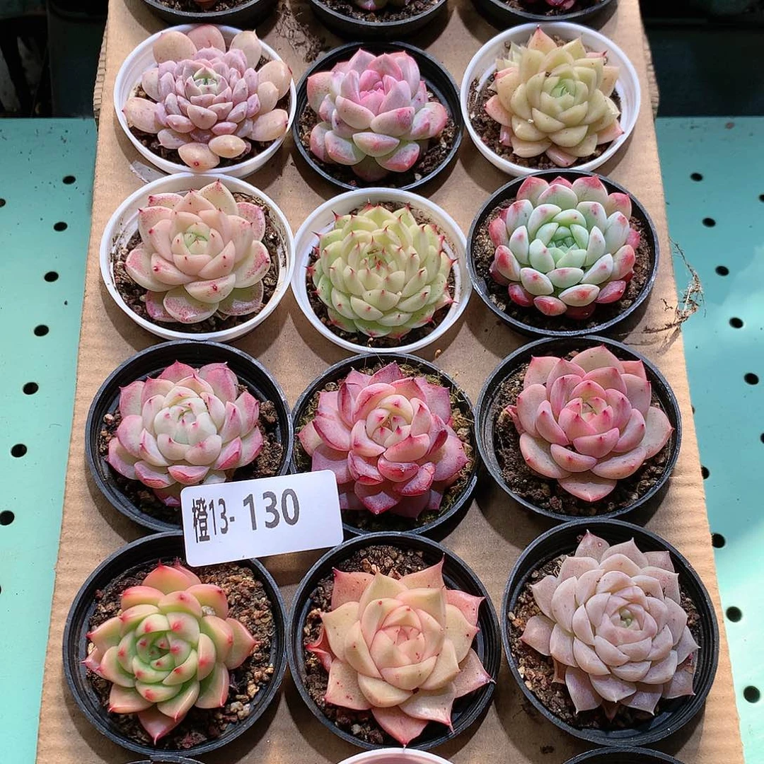 13-130一物一拍带盆18颗。