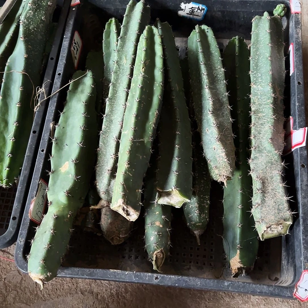 2号袖普瑕疵侧牙20包邮
